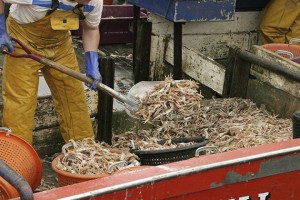 A shrimper shovels a load of shrimp into buckets to carry them from the hold to the sorting table. (iStock Photo)