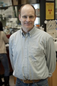 David Goldhamer, professor of molecular and cell biology and associate director of UConn's Stem Cell Institute, in his laboratory at Storrs. (Dan Buttrey/UConn File Photo)