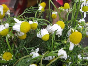 McAlister picked chamomile, or manzanilla, with the herbalist in Guatemala among other herbs to make a decoction for parasites. (Mariah McAlister)