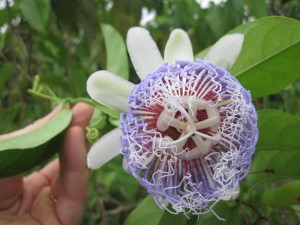 McAlister learned about medicinal uses of the passionflower with the shaman while on a rainforest trek in Peru. (Mariah McAlister)