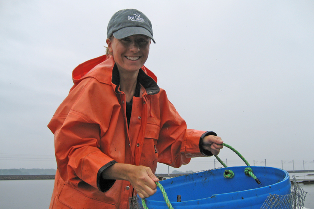 Aquaculture extension educator Tessa Getchis sorts a bushel basket of oyster seed that is ready to be planted in the Sound. (Sea Grant Photo)