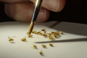 Lylah Deady sorts anesthetized fruit flies. (Peter Morenus/UConn Photo)