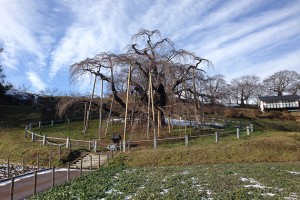 Miharu's famous 1,000-year-old cherry tree. (Alexis Dudden/UConn Photo)