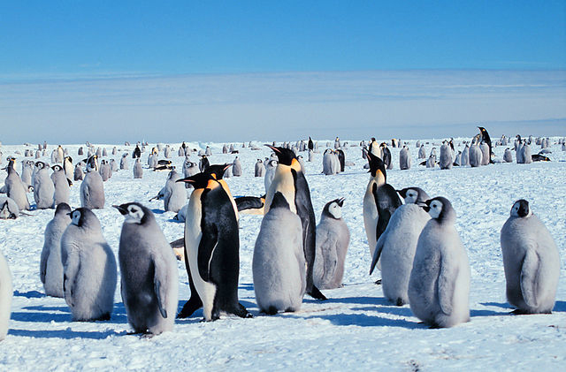 Emperor penguins, a species native to Anarctica, are being increasingly affected by habitat loss in the form of global warming that not just reduces the amount of pack ice surrounding the continent but also causes it to melt earlier in the year. (Photo courtesy of Giuseppe Zibordi/Michael van Woert/NOAA NESDI, ORA)