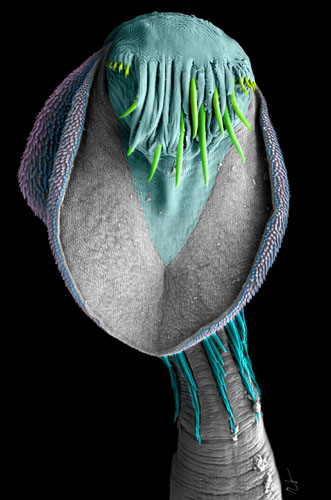 A new species of tapeworm described from Australia by Janine Caira and student Kirsten Jensen, showing the head-like scolex. (Image courtesy of Janine Caira)