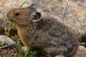 An American pika in the Canadian Rocky Mountains. Pikas live in high mountain ecosystems that are cool and moist, and can overheat in higher temperatures. Unlike other mountain species that can move to higher altitudes in warming climates, pikas live so high there is no where for them to go. (Wikimedia Photo)