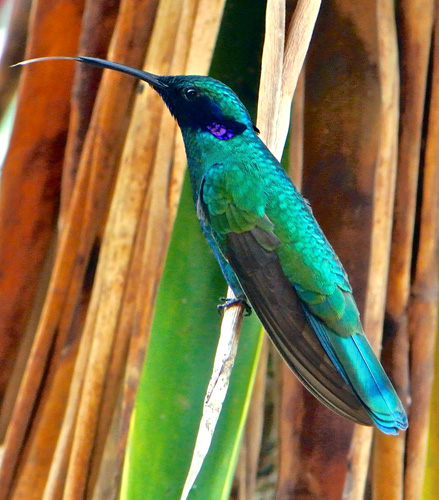 The tongue of a hummingbird is thinner than fishing line, and has a forked tip. Each fork is actually a pliable tube that is fringed at the very end. This male Sparkling Violetear hummingbird (Colibri coruscans) extends his tongue after feeding on nectar, readjusting the forked tips. Finca El Colibri Gorriazul, Fusagasuga, Colombia. (Kristiina Hurme Photo)