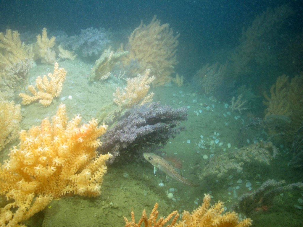 Coral garden habitat with a juvenile Atlantic cod swimming among the colonies. The corals provide both shelter from predators and a source of prey. In this case, the prey are the shrimp that live on the coral colonies. (Photo courtesy of Peter Auster)