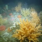 Coral garden habitat in Western Jordan Basin. Sea fans, sponges, and anemones cover the rocky ridge. (Photo courtesy of Peter Auster)