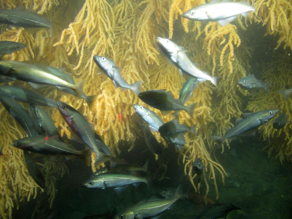 Pollock and Atlantic cod swim along a coral covered wall at Outer Schoodic Ridge, feeding on abundant krill. (Photo courtesy of Peter Auster)