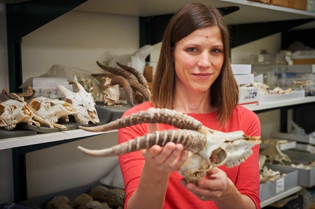 Natalie Munro, professor of anthropology, holds up a specimen from the bone collection at her lab in Beach Hall. (Peter Morenus/UConn Photo)