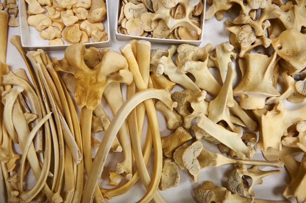 Bones in Natalie Munro's lab in Beach Hall on Oct. 20, 2015. (Peter Morenus/UConn Photo)