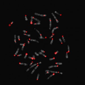Chromosomes from P. leucopus, the inbred cancer-prone mouse species in Rachel O'Neill's lab. The centromeres glow red. (Brendan Smalec/O'Neill lab)