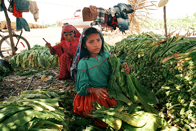 Huichole girl threads strings of tobacco in Nayarit, Mexico. (Robin Romano/UConn Archives & Special Collections)