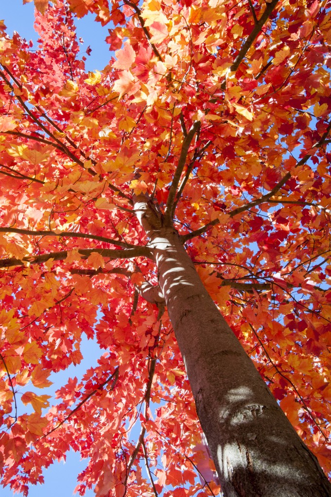A tree with bright red leaves during fall foliage on Nov. 4, 2013. (Sean Flynn/UConn Photo)