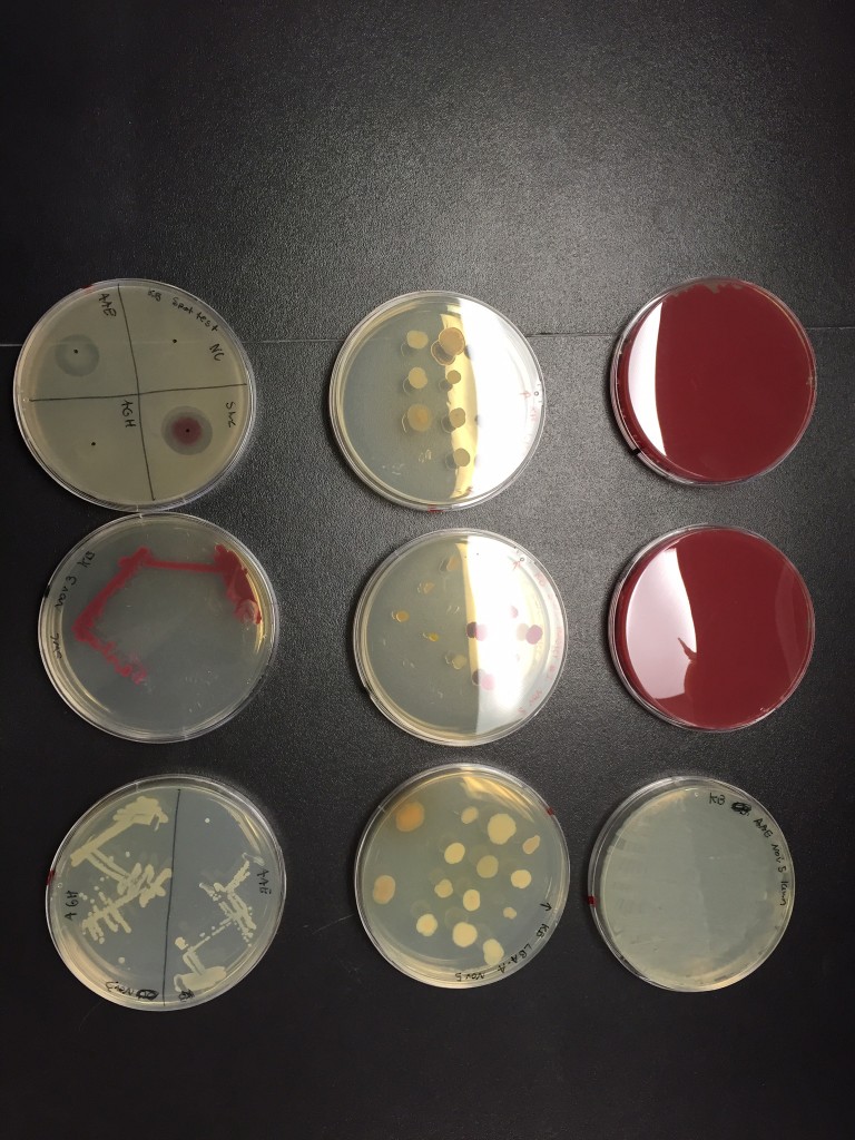 Nine of Kristin Burnham's petri dishes. The two dishes on the right are covered in a deep red growth of V. ruber. The dish on the upper left is divided into quadrants to test four different types of bacteria for antibiotic activity. The fuzzy haze covering most of the dish is B. subtilis, a reference species. V. ruber, on the lower right quadrant of this dish, is surrounded by a clear area where no B. subtilis will grow, evidence of V. ruber's antibiotic powers. (Kim Krieger/UConn Photo)