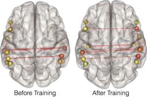 This image shows changes of connectivity in the brain that results from training on non-native speech sounds. Before training, regions on the left side of the brain show the strongest connectivity. After training, connects cross from left to right as individuals learn to perceive differences among difficult non-native speech sounds.