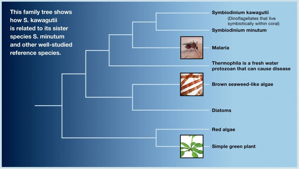 Family tree of S. kawagutii (John Bailey/UConn Design)