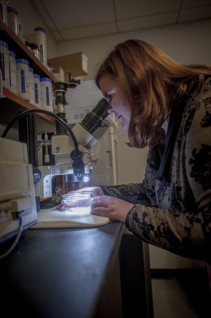 Graduate student Allison Kerwin looks through a microscope at baby bobtail squid. (Sean Flynn/UConn Photo)