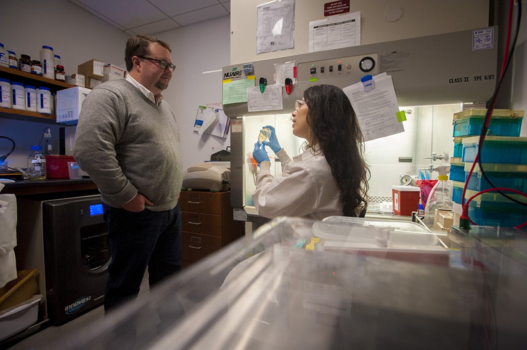Molecular and cell biology professor Spencer Nyholm and graduate student Andrea Suria discuss samples of bacteria found in the bobtail squid. (Sean Flynn/UConn Photo)