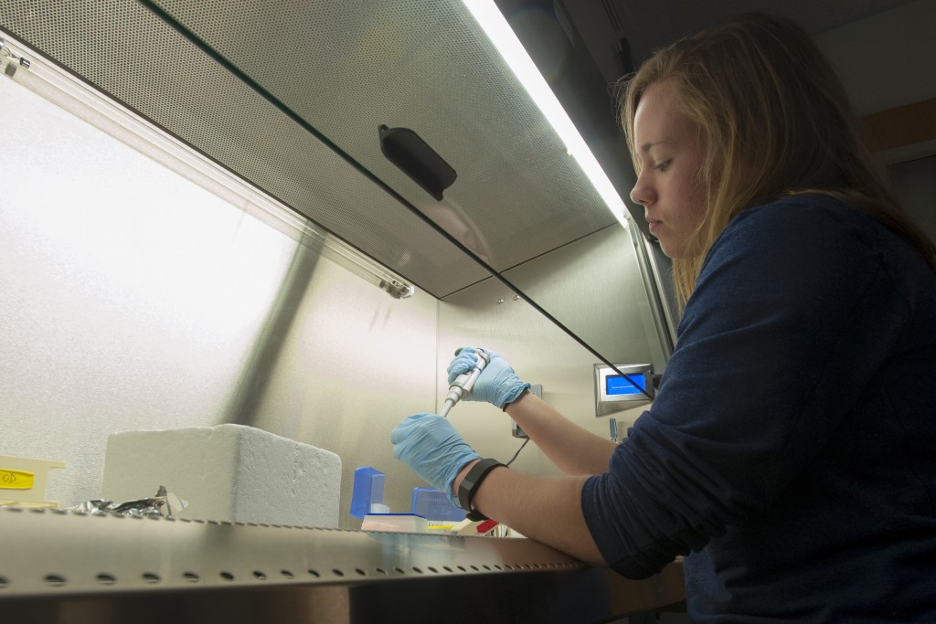 Student-athlete Margaret Zimmer at work in a biology lab. (Sean Flynn/UConn Photo)