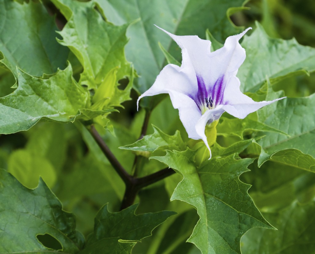 Jimson Weed (Datura stramonium). (iStock Photo)