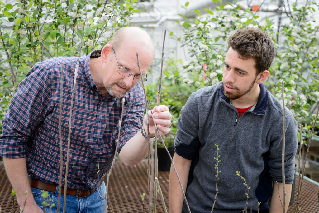 Mark Brand, left, professor of plant science and landscaping, and Nathan Wojtyna '16 (CAHNR) look over grafted Aronia mitschurinii plants at the Floriculture Greenhouse on May 1, 2015. This project was funded by an IDEA grant. (Peter Morenus/UConn Photo)