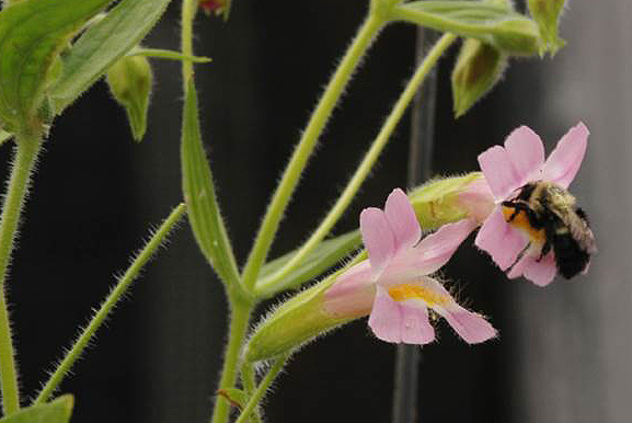 A bumblebee sipping nectar on Mimulus lewisii in the garden outside the Torrey Life Sciences Building. (Photo courtesy of Yao-Wu Yuan)
