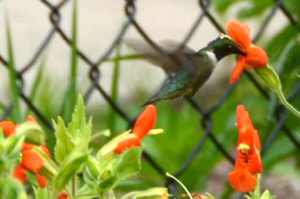 A hummingbird sipping nectar from Mimulus cardinalis in the garden outside the Torrey Life Sciences Building. (Photo courtesy of Yao-Wu Yuan)