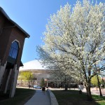 A view of a blooming tree, the School of Business and Gampel Pavilion.