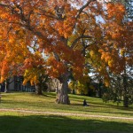 A student rests under a tree on the front lawn of campus.