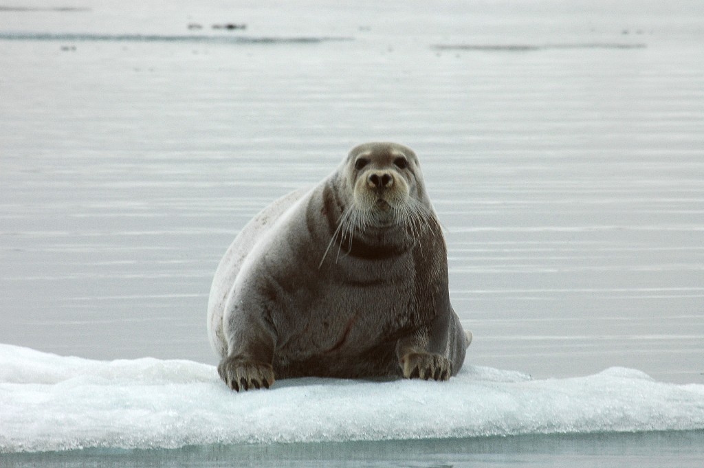 Ringed seal (iStock Photo)