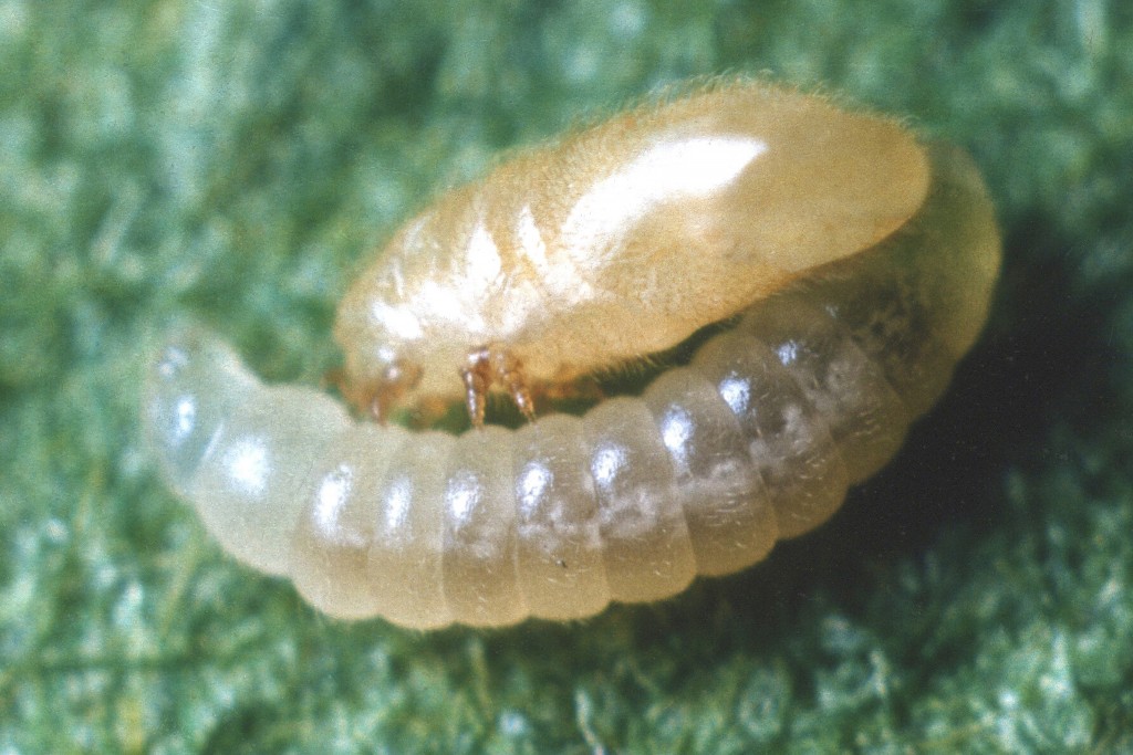Mite mimicking ant larva. (Carl Rettenmeyer/UConn Photo)