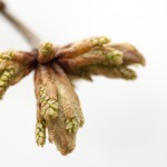 Tree buds ready to bloom on April 25, 2016. (Sean Flynn/UConn Photo)