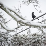 A crow sits in a tree while snowing on March 21, 2016. (Sean Flynn/UConn Photo)