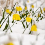 Yellow flowers covered with snow on March 21, 2016. (Sean Flynn/UConn Photo)