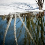 Trees reflected into Swan Lake on  April 5, 2016. (Sean Flynn/UConn Photo)