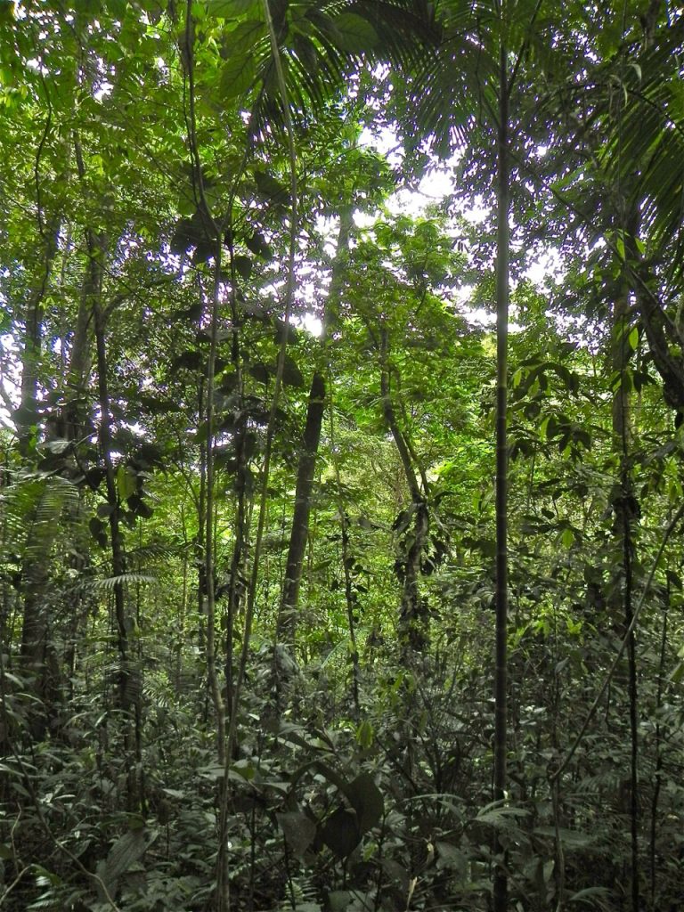 Interior of an 18-year-old second-growth wet tropical forest that was formerly pasture in northeastern Costa Rica. (Robin Chazdon/UConn Photo)