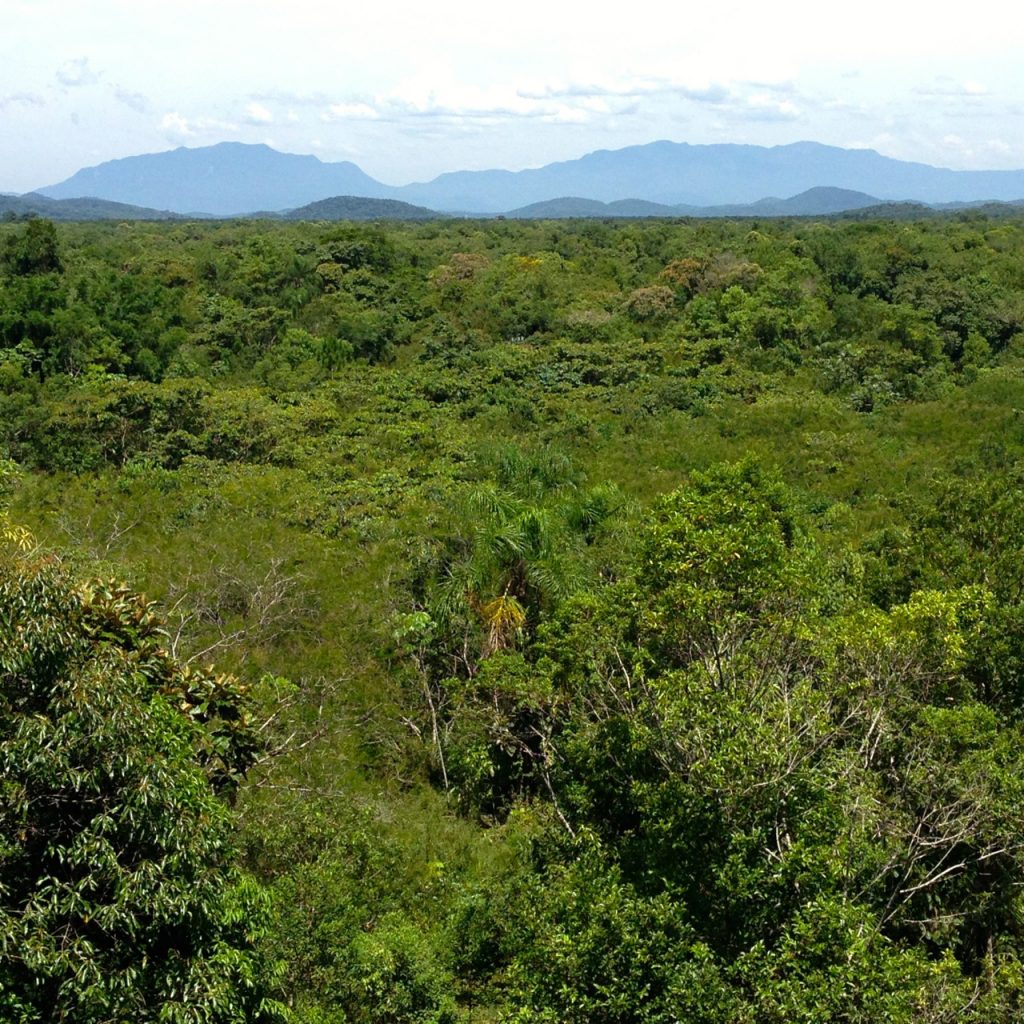 Extensive spontaneous and assisted natural regeneration of Atlantic Rain Forest at Rio Cachoiera nature reserve, Antonina, Parana, Brazil. (Robin Chazdon/UConn Photo)
