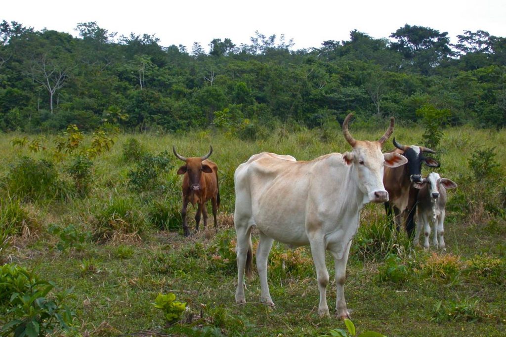 Pasture with young second-growth forest in the background in Chiapas, Mexico. (Robin Chazdon/UConn Photo)