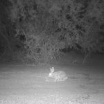 Night shot of a rabbit