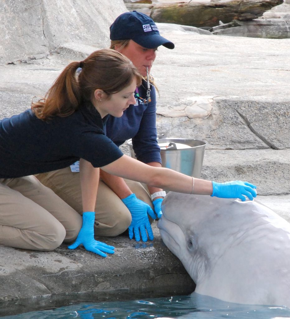 Laura Thompson, research scientist at Mystic Aquarium (foreground), gathers drops of moisture from a beluga whale's blow hole, as beluga trainer Kate McElroy looks on. (Mystic Aquarium Photo)