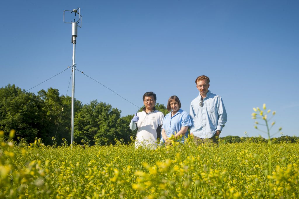 (left to right) Chuan-Jie Zhang, Carol Auer professor emerita, Richard Rizzitello in a field of Camelina Sativa on June 20, 2016. (Sean Flynn/UConn Photo)