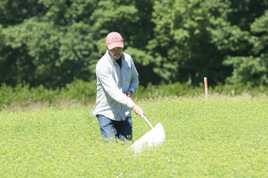 Graduate student Richard Rizzitello collects insects in a field of Camelina sativa on June 21, 2016. (Sean Flynn/UConn Photo)