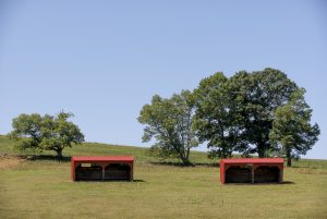 Cattle barns on horse barn hill on July 20, 2016. (Sean Flynn/UConn Photo)