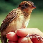 A juvenile Saltmarsh Sparrow