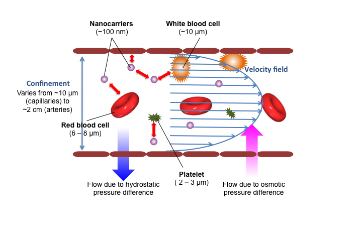 The diagram shows how certain sized nanocarrier particles injected into the bloodstream bounce off red and white blood cells and platelets and are pushed toward the blood vessel walls. This physical interaction, measured and quantified for the first time by engineering professor Anson Ma’s lab, provides important information for drug developers. (Image courtesy of Anson Ma)