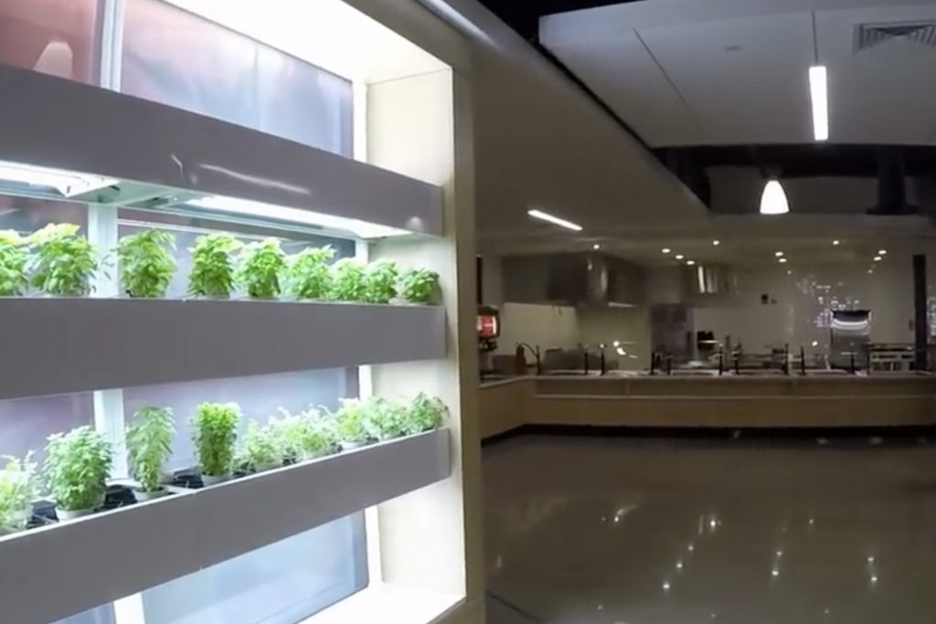 The newly renovated Putnam Refectory dining hall includes an area for growing fresh herbs. (PAES/UConn Photo)