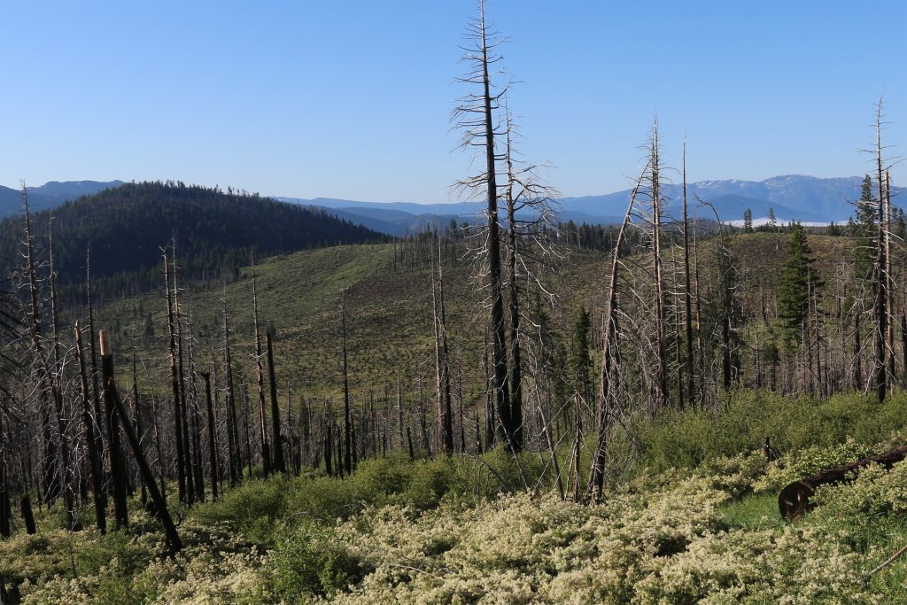 Nine years after the Moonlight fire in Plumas county, California, the landscape shows remarkable resilience with a diversity of habitat structure and birds. (Photo courtesy of Morgan Tingley)