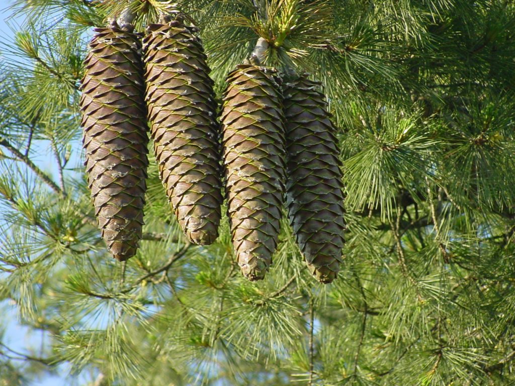 Sugar Pine cones. The researchers assembling the sugar pine genome obtained most of the sequence data from a single haploid pine nut taken from a cone. (U.S. Forest Service via Wikimedia Commons)